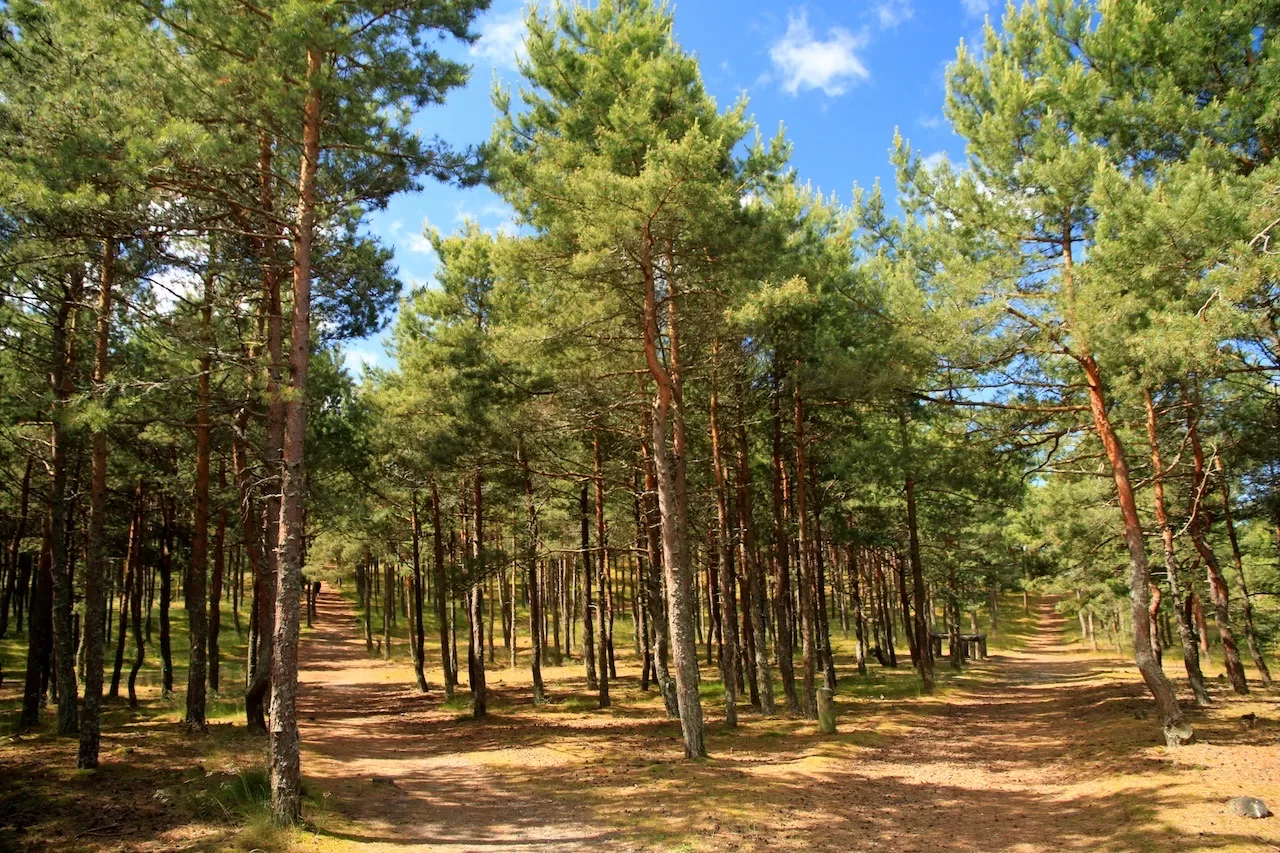Wellness trails on the Klaipėda seaside